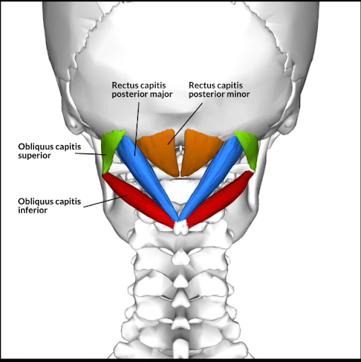 Suboccipital Muscles
